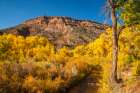 USA, New Mexico, Jemez National Recreation Area. Cottonwood trees and willows around stream. Art Print